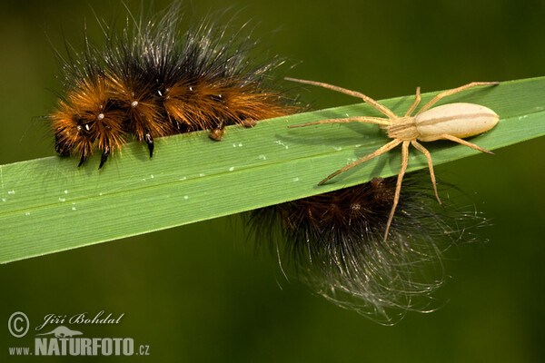 Garden Tiger - Catterpillar (Arctia caja)