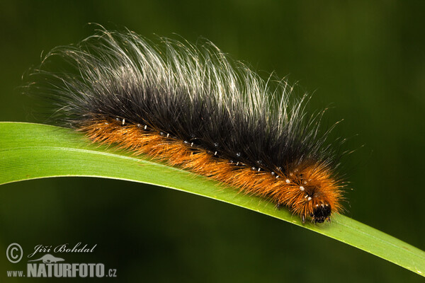 Garden Tiger - Catterpillar (Arctia caja)