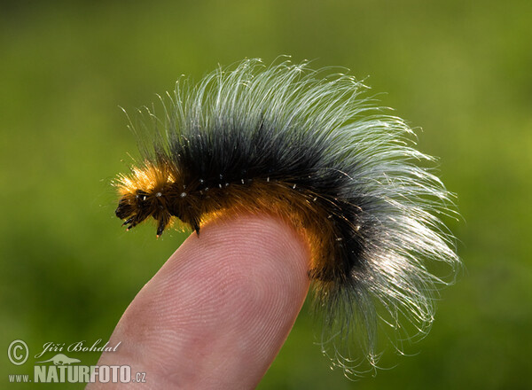 Garden Tiger - Catterpillar (Arctia caja)