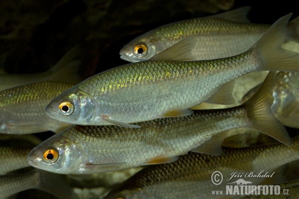 Gardon poisson