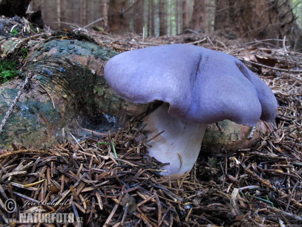 Gassy Webcap Mushroom (Cortinarius traganus)
