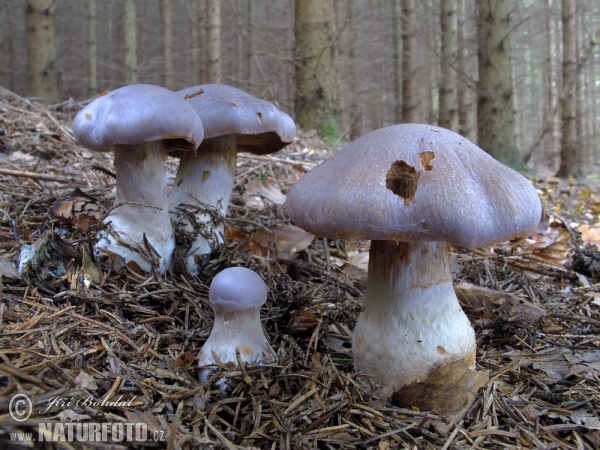 Gassy Webcap Mushroom (Cortinarius traganus)