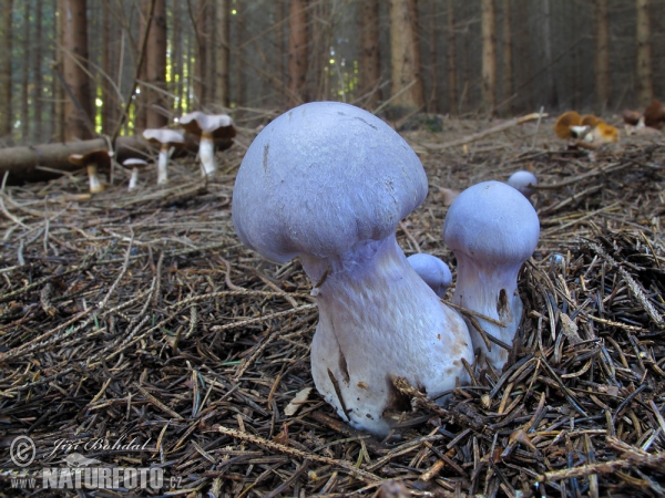 Gassy Webcap Mushroom (Cortinarius traganus)