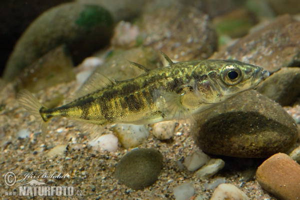 Gasterosteus aculeatus