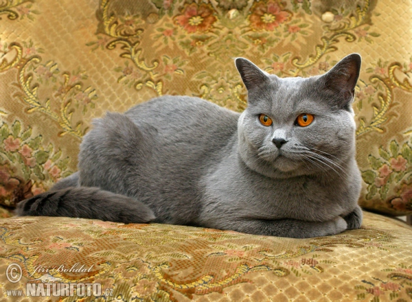 Gato de pelo curto inglês