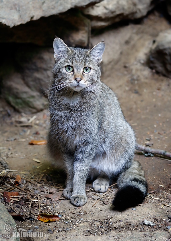 Gato Silvestre