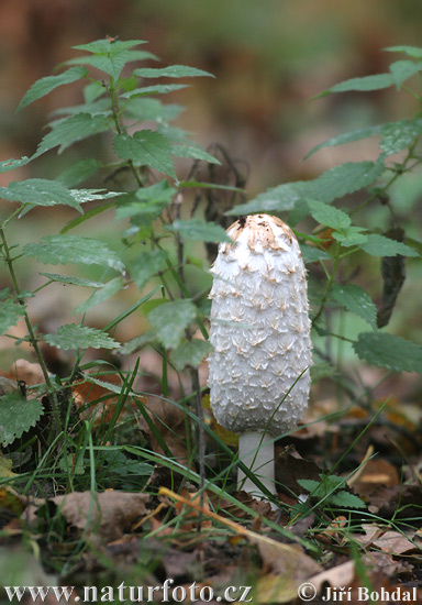 gauruotasis mėšlagrybis