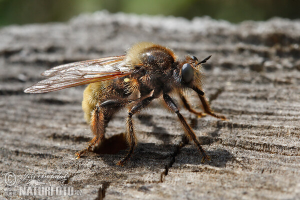 Gelbe Mordfliege (Laphria flava)