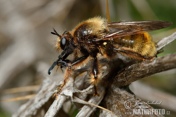 Gelbe Mordfliege (Laphria flava)