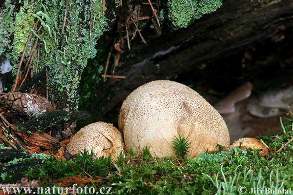 gele aardappelbovist