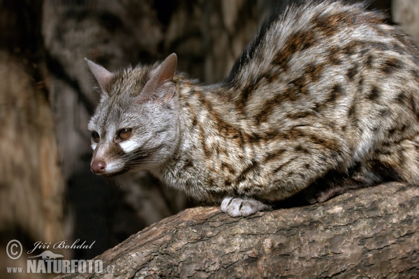 Geneta comuna