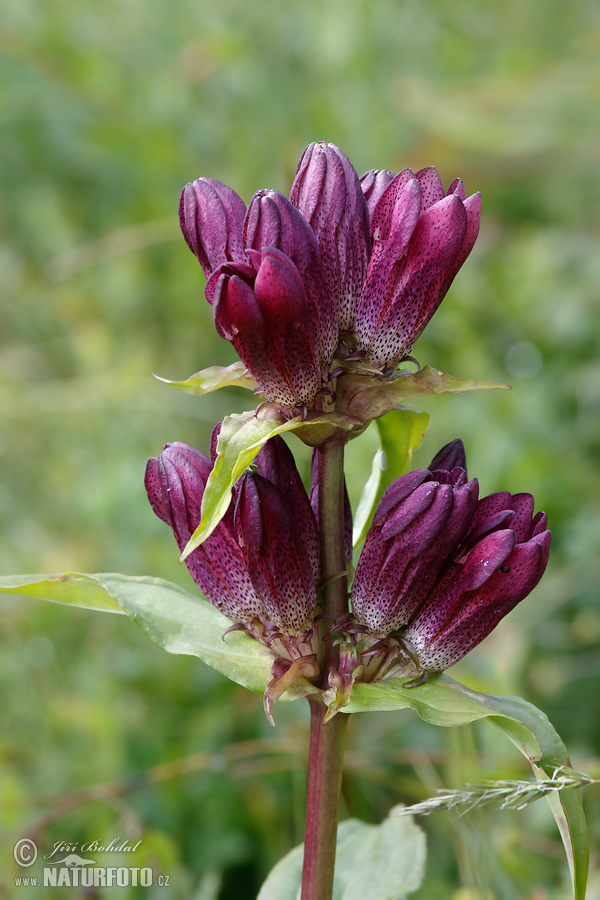 Gentiana pannonica