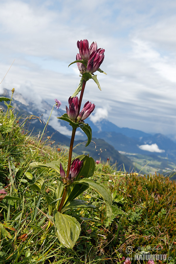 Gentiana pannonica