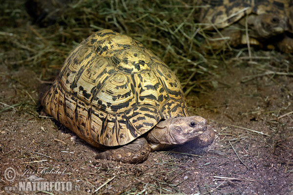Geochelone pardalis