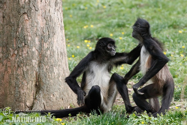 Geoffroy's Spider Monkey (Ateles geoffroyi)