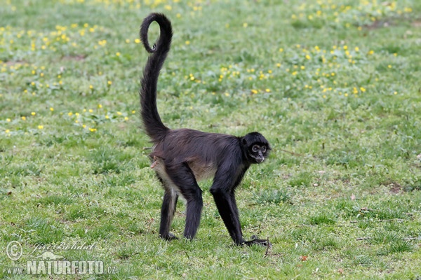 Geoffroy's Spider Monkey (Ateles geoffroyi)