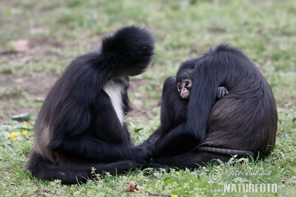 Geoffroy's Spider Monkey (Ateles geoffroyi)