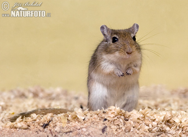 Gerbil de Mongolia