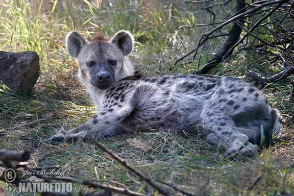 Gevlekte hyena