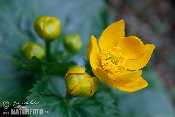 Gewone dotterbloem