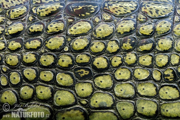 Gharial (Gavialis gangeticus)