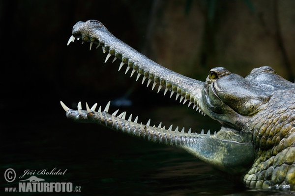 Gharial (Gavialis gangeticus)