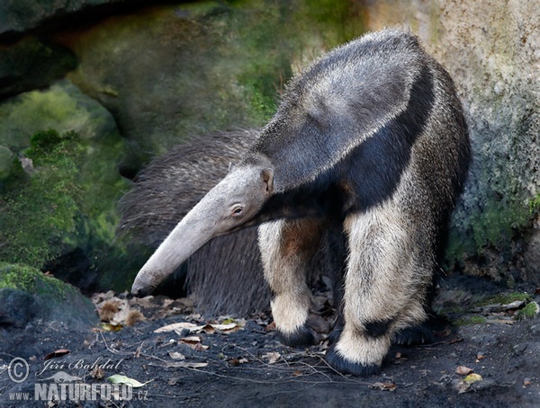 Giant Anteater (Myrmecophaga tridactyla)