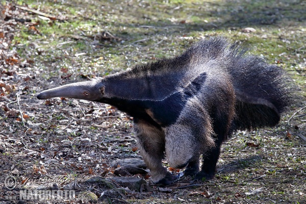 Giant Anteater (Myrmecophaga tridactyla)