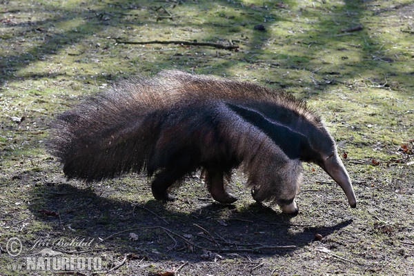 Giant Anteater (Myrmecophaga tridactyla)