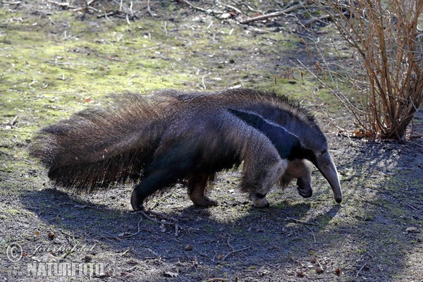 Giant Anteater (Myrmecophaga tridactyla)