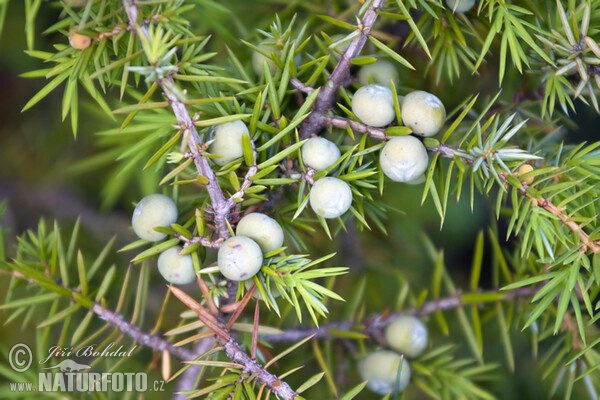 Ginebre comú