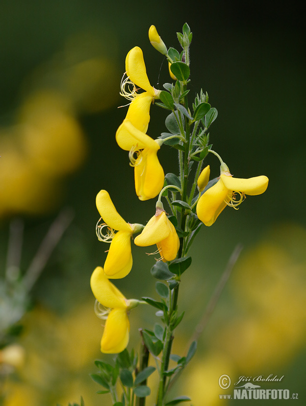 Ginesta d'escombres