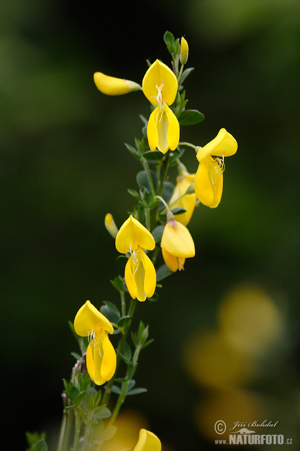 Ginesta d'escombres