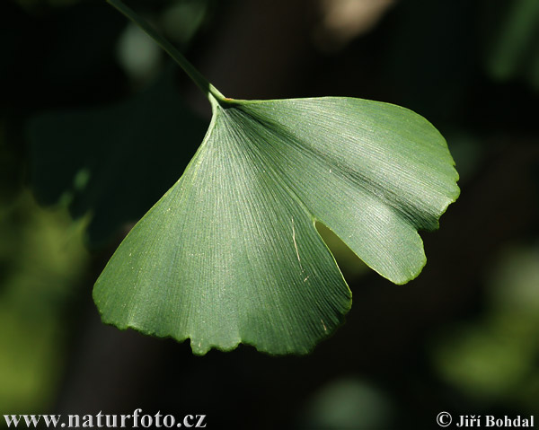 Ginkgo