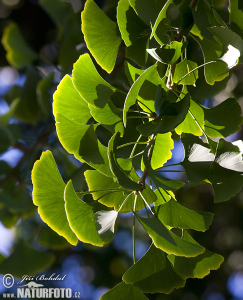 Ginkgo