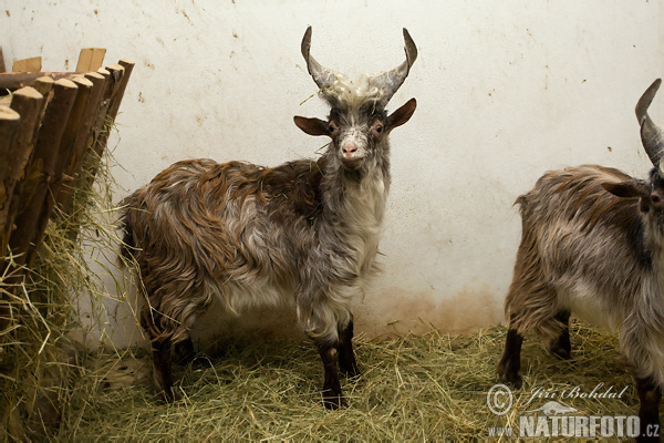 Girgentana Goat (Capra aegagrus hircus)