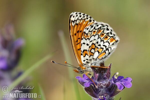 Glanville Fritillary (Melitaea cinxia)