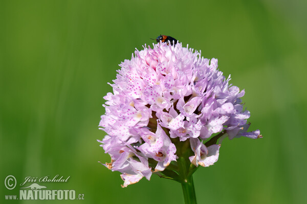 Globe Orchid (Traunsteinera globosa)