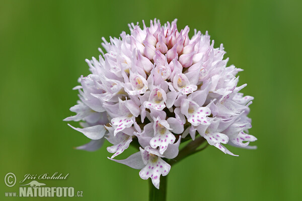 Globe Orchid (Traunsteinera globosa)