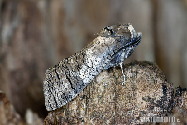 Goat Moth (Cossus cossus)