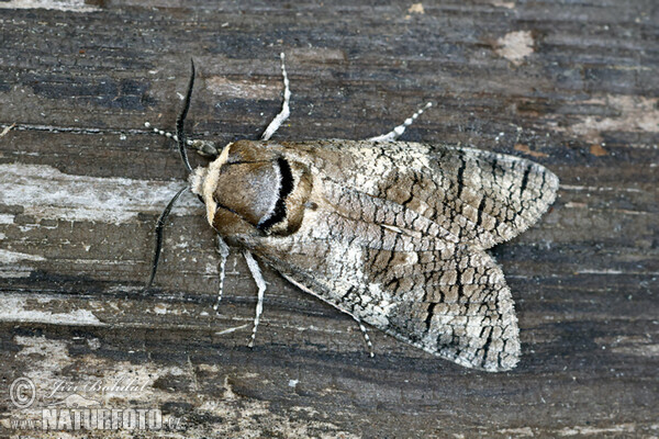 Goat Moth (Cossus cossus)