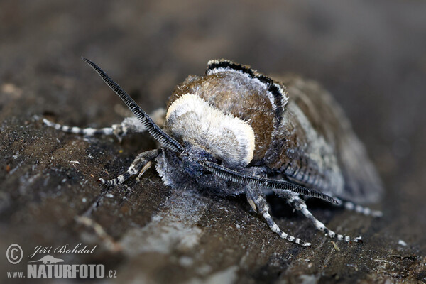 Goat Moth (Cossus cossus)