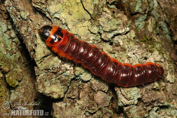 Goat Moth - Catterpillar (Cossus cossus)