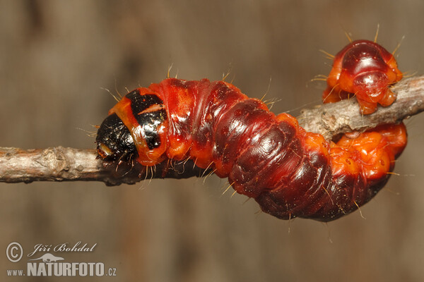 Goat Moth - Catterpillar (Cossus cossus)