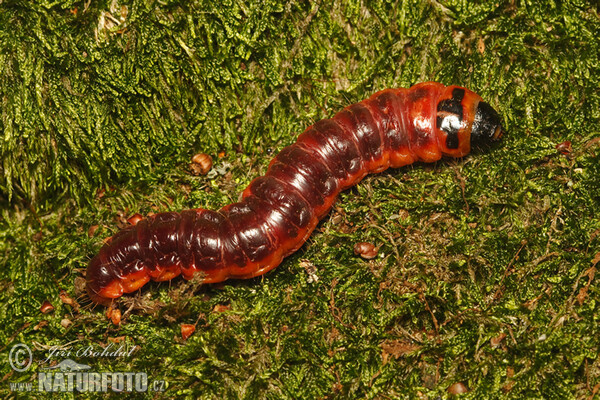 Goat Moth - Catterpillar (Cossus cossus)