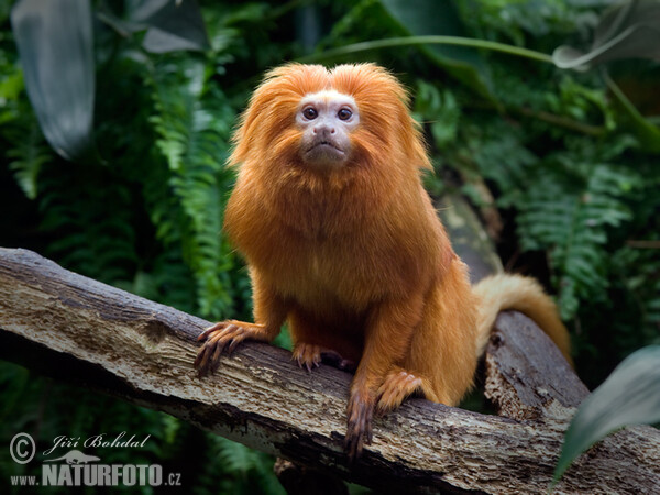 Golden Lion Tamarin (Leontopithecus rosalia)