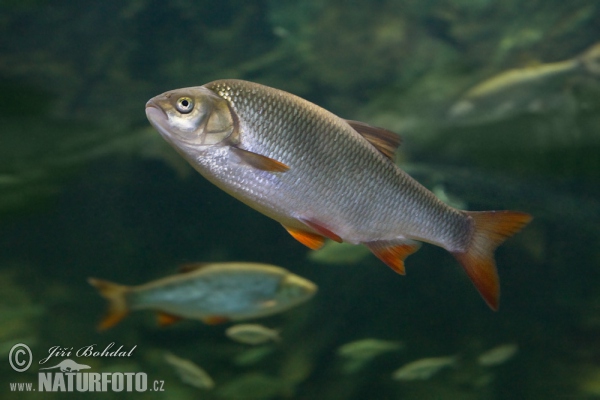 Golden Orfe (Leuciscus idus)