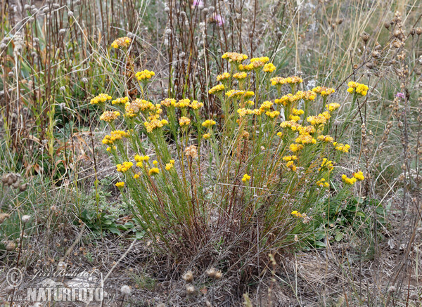 Goldilocks (Aster linosyris)