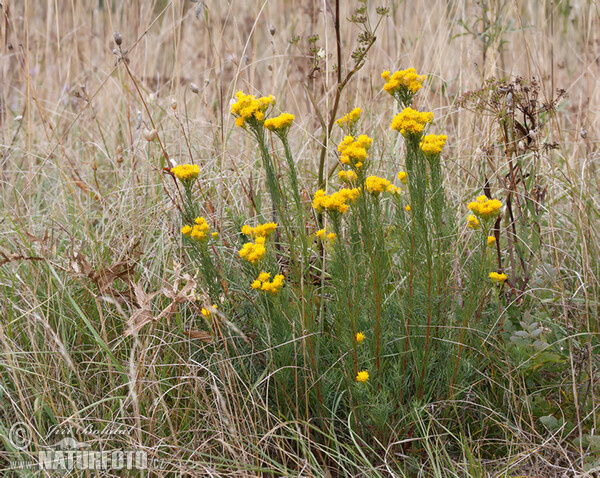 Goldilocks (Aster linosyris)