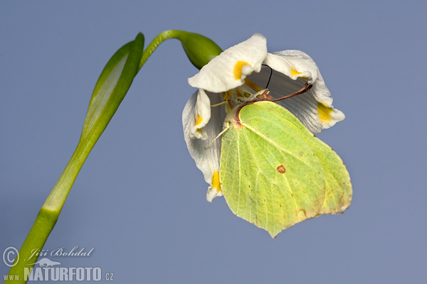 Gonepteryx rhamni